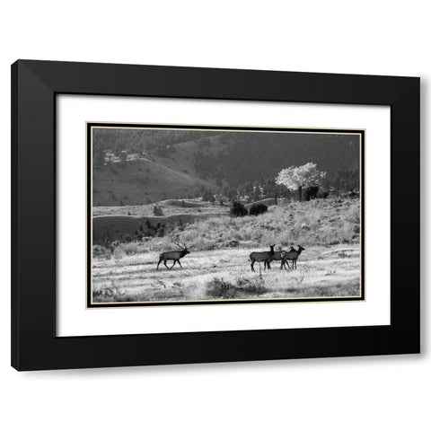 Bull Elk with Harem, Mammoth Hot Springs, Yellowstone National Park Black Modern Wood Framed Art Print with Double Matting by The Yellowstone Collection