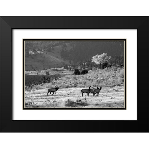 Bull Elk with Harem, Mammoth Hot Springs, Yellowstone National Park Black Modern Wood Framed Art Print with Double Matting by The Yellowstone Collection