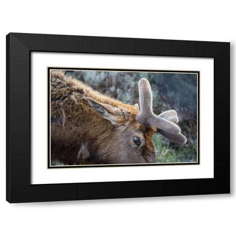 Bull Elk with Velvet on Antlers, Yellowstone National Park Black Modern Wood Framed Art Print with Double Matting by Herbert, Neal