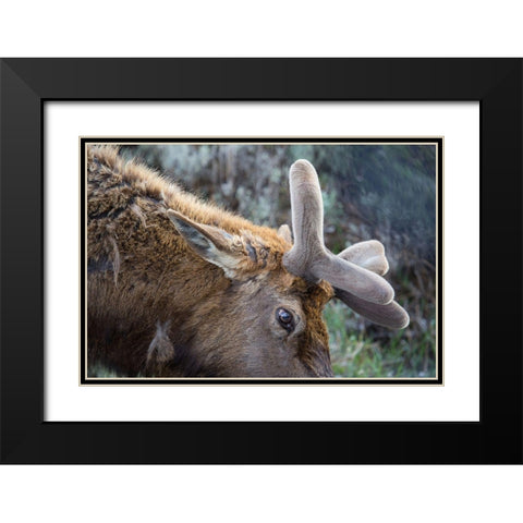 Bull Elk with Velvet on Antlers, Yellowstone National Park Black Modern Wood Framed Art Print with Double Matting by Herbert, Neal