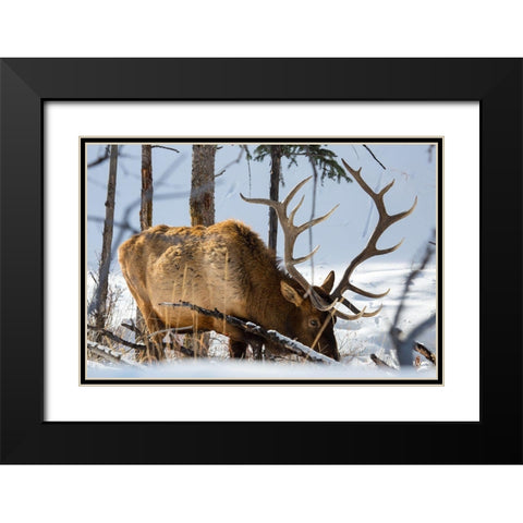 Bull Elk, Blacktail Deer Plateau, Yellowstone National Park Black Modern Wood Framed Art Print with Double Matting by The Yellowstone Collection