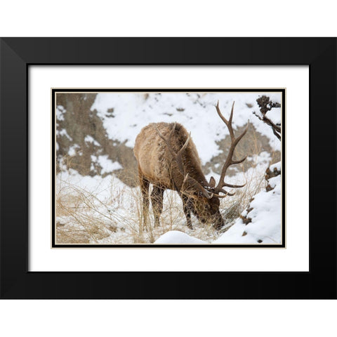 Bull Elk, Gardner River, Yellowstone National Park Black Modern Wood Framed Art Print with Double Matting by The Yellowstone Collection