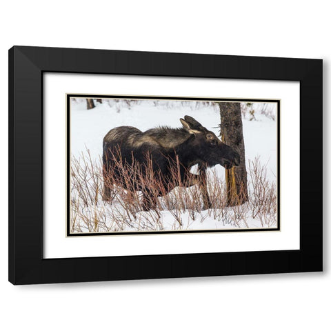 Bull Moose near Pebble Creek, Yellowstone National Park Black Modern Wood Framed Art Print with Double Matting by The Yellowstone Collection
