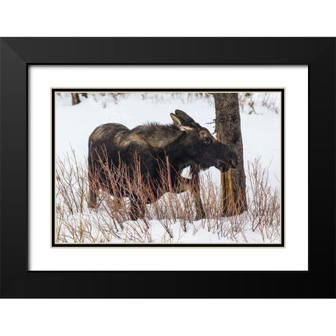 Bull Moose near Pebble Creek, Yellowstone National Park Black Modern Wood Framed Art Print with Double Matting by The Yellowstone Collection