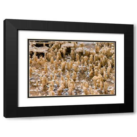 Calcium Carbonate Formations, Mammoth Hot Springs, Yellowstone National Park Black Modern Wood Framed Art Print with Double Matting by Renkin, Diane