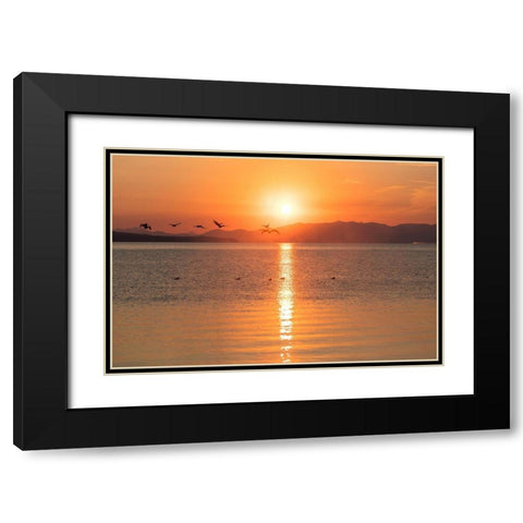 Canada Geese on Yellowstone Lake, Yellowstone National Park Black Modern Wood Framed Art Print with Double Matting by The Yellowstone Collection