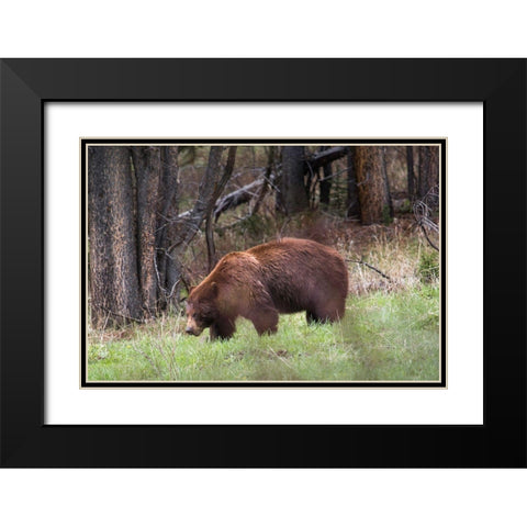 Cinnamon Black Bear Soda Butte Creek, Yellowstone National Park Black Modern Wood Framed Art Print with Double Matting by Herbert, Neal