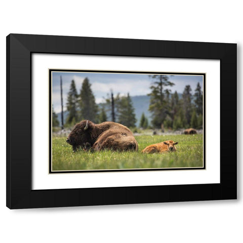Cow and Calf Bison, Fountain Flat Drive, Yellowstone National Park Black Modern Wood Framed Art Print with Double Matting by The Yellowstone Collection