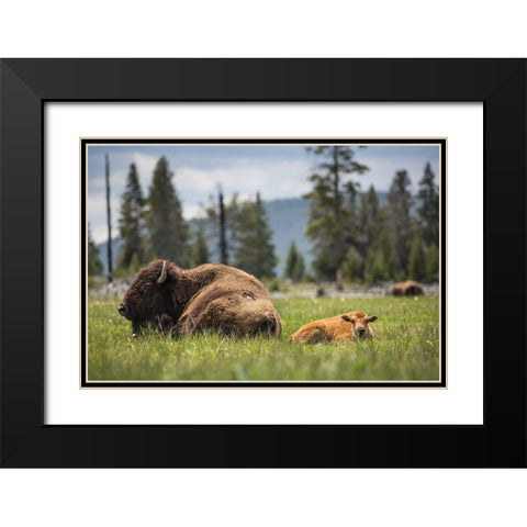 Cow and Calf Bison, Fountain Flat Drive, Yellowstone National Park Black Modern Wood Framed Art Print with Double Matting by The Yellowstone Collection