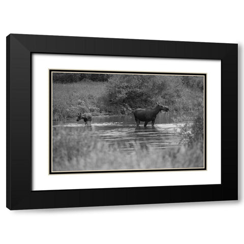 Cow and Calf Moose, Gallatin River, Yellowstone National Park Black Modern Wood Framed Art Print with Double Matting by The Yellowstone Collection