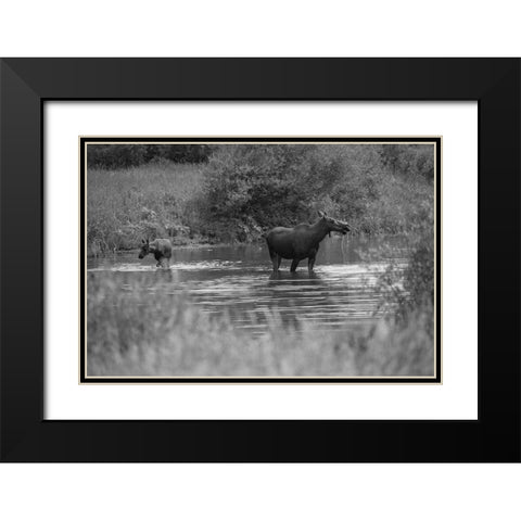 Cow and Calf Moose, Gallatin River, Yellowstone National Park Black Modern Wood Framed Art Print with Double Matting by The Yellowstone Collection