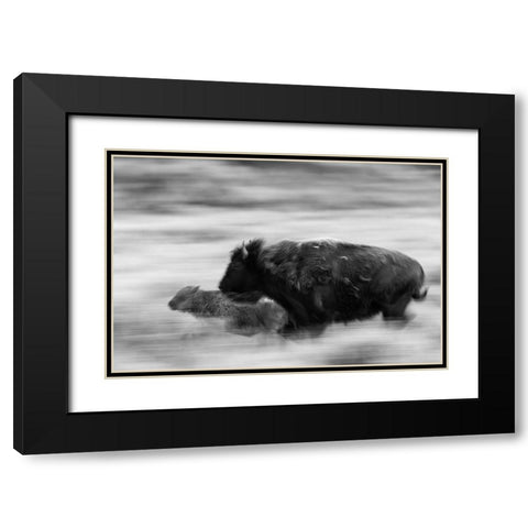 Bison Cow and Calf in Lamar Valley, Yellowstone National Park Black Modern Wood Framed Art Print with Double Matting by The Yellowstone Collection