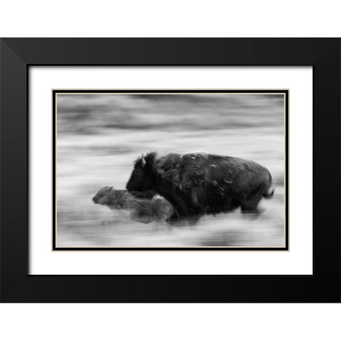 Bison Cow and Calf in Lamar Valley, Yellowstone National Park Black Modern Wood Framed Art Print with Double Matting by The Yellowstone Collection