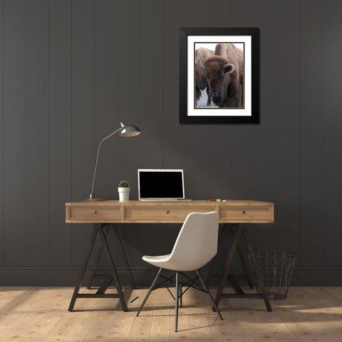Cow Bison on Northeast Entrance Road, Yellowstone National Park Black Modern Wood Framed Art Print with Double Matting by Peaco, Jim
