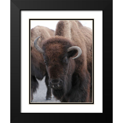 Cow Bison on Northeast Entrance Road, Yellowstone National Park Black Modern Wood Framed Art Print with Double Matting by Peaco, Jim