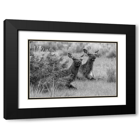 Cow Elk in Mammoth Hot Springs, Yellowstone National Park Black Modern Wood Framed Art Print with Double Matting by Frank, Jacob W.