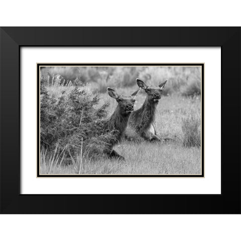 Cow Elk in Mammoth Hot Springs, Yellowstone National Park Black Modern Wood Framed Art Print with Double Matting by Frank, Jacob W.