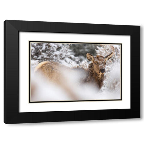 Cow Elk in Snow, Mammoth Hot Springs, Yellowstone National Park Black Modern Wood Framed Art Print with Double Matting by The Yellowstone Collection