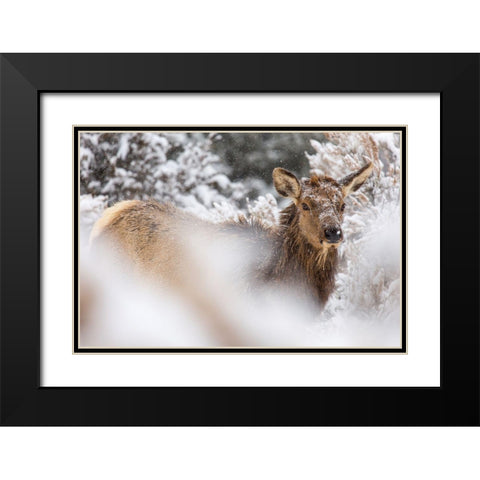 Cow Elk in Snow, Mammoth Hot Springs, Yellowstone National Park Black Modern Wood Framed Art Print with Double Matting by The Yellowstone Collection