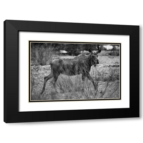 Cow Moose, Soda Butte Creek, Yellowstone National Park Black Modern Wood Framed Art Print with Double Matting by The Yellowstone Collection
