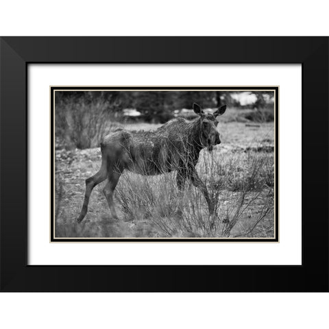 Cow Moose, Soda Butte Creek, Yellowstone National Park Black Modern Wood Framed Art Print with Double Matting by The Yellowstone Collection