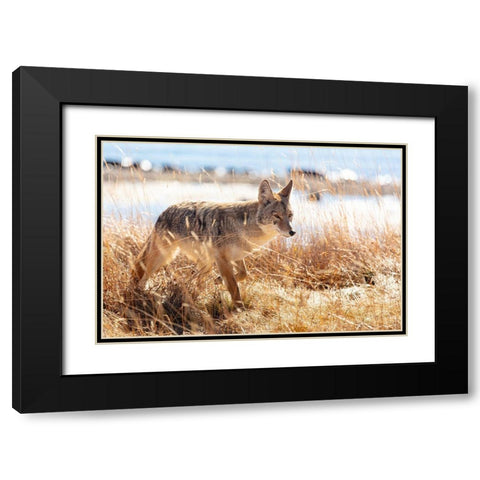 Coyote at Yellowstone Lake, Yellowstone National Park Black Modern Wood Framed Art Print with Double Matting by The Yellowstone Collection