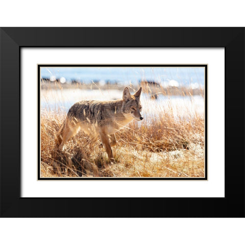 Coyote at Yellowstone Lake, Yellowstone National Park Black Modern Wood Framed Art Print with Double Matting by The Yellowstone Collection