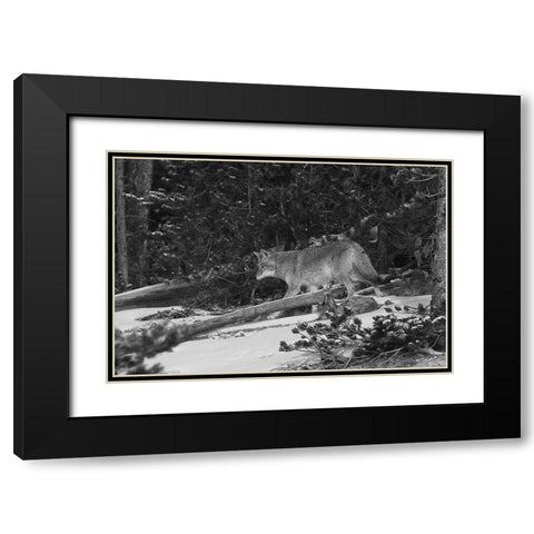 Coyote near Canyon, Yellowstone National Park Black Modern Wood Framed Art Print with Double Matting by Peaco, Jim