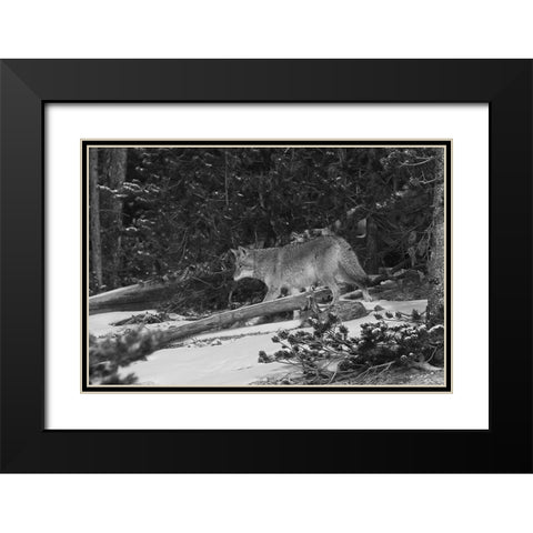 Coyote near Canyon, Yellowstone National Park Black Modern Wood Framed Art Print with Double Matting by Peaco, Jim