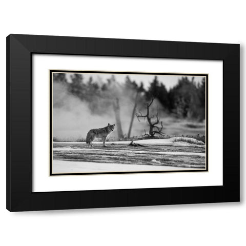 Coyote standing near Biscuit Basin, Yellowstone National Park Black Modern Wood Framed Art Print with Double Matting by The Yellowstone Collection