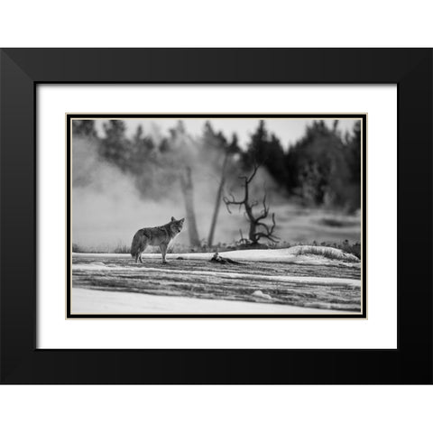 Coyote standing near Biscuit Basin, Yellowstone National Park Black Modern Wood Framed Art Print with Double Matting by The Yellowstone Collection