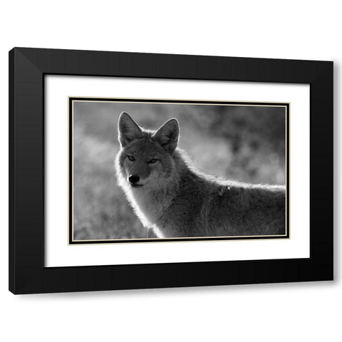Coyote, Upper Geyser Basin, Yellowstone National Park Black Modern Wood Framed Art Print with Double Matting by The Yellowstone Collection