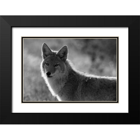Coyote, Upper Geyser Basin, Yellowstone National Park Black Modern Wood Framed Art Print with Double Matting by The Yellowstone Collection