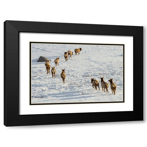 Elk on the Move, Lamar Valley, Yellowstone National Park Black Modern Wood Framed Art Print with Double Matting by The Yellowstone Collection