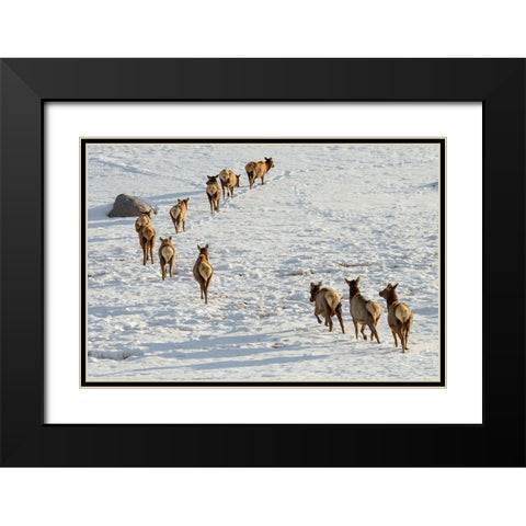 Elk on the Move, Lamar Valley, Yellowstone National Park Black Modern Wood Framed Art Print with Double Matting by The Yellowstone Collection