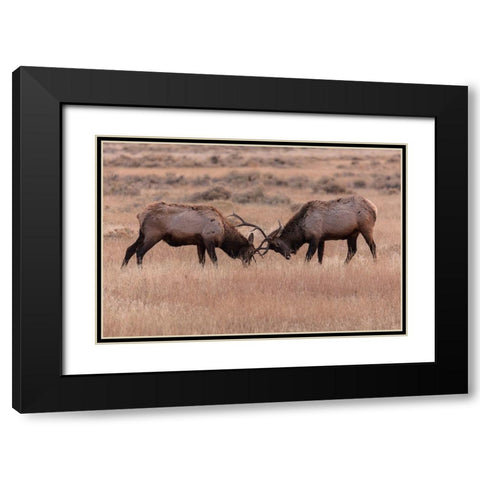 Elk Sparring, Yellowstone National Park Black Modern Wood Framed Art Print with Double Matting by The Yellowstone Collection