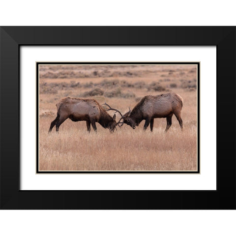 Elk Sparring, Yellowstone National Park Black Modern Wood Framed Art Print with Double Matting by The Yellowstone Collection