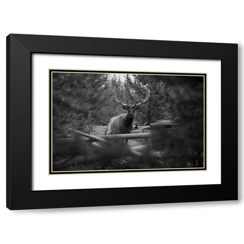 Elk, Sepulcher Mountain Trail, Yellowstone National Park Black Modern Wood Framed Art Print with Double Matting by The Yellowstone Collection