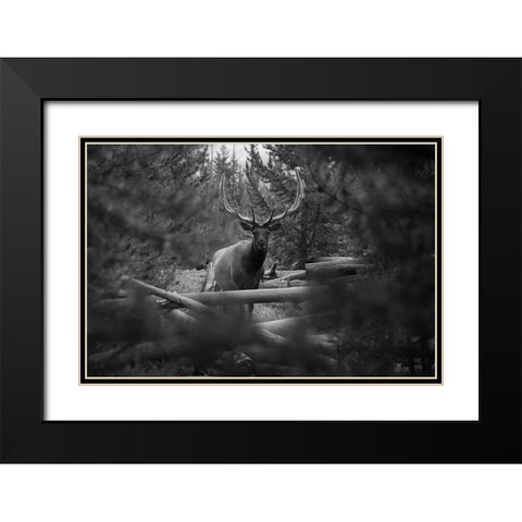 Elk, Sepulcher Mountain Trail, Yellowstone National Park Black Modern Wood Framed Art Print with Double Matting by The Yellowstone Collection