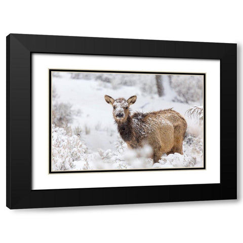 Female Elk in Snow, Mammoth Hot Springs, Yellowstone National Park Black Modern Wood Framed Art Print with Double Matting by The Yellowstone Collection