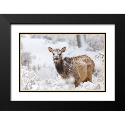 Female Elk in Snow, Mammoth Hot Springs, Yellowstone National Park Black Modern Wood Framed Art Print with Double Matting by The Yellowstone Collection