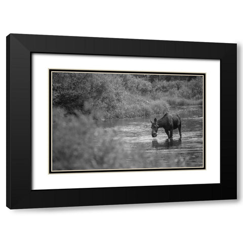 Female Moose, Gallatin River, Yellowstone National Park Black Modern Wood Framed Art Print with Double Matting by The Yellowstone Collection
