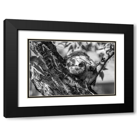 Fledged Great Horned Owl Chick, Yellowstone National Park Black Modern Wood Framed Art Print with Double Matting by Frank, Jacob W.