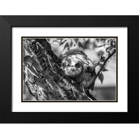Fledged Great Horned Owl Chick, Yellowstone National Park Black Modern Wood Framed Art Print with Double Matting by Frank, Jacob W.