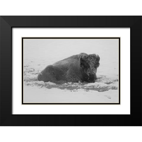 Frost-covered Bison near Roaring Mountain, Yellowstone National Park Black Modern Wood Framed Art Print with Double Matting by Frank, Jacob W.