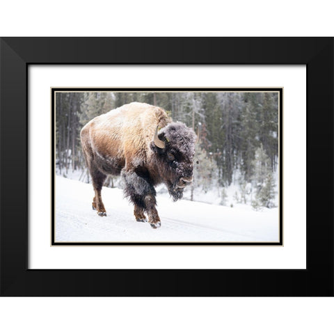Frost-covered Bison near Frying Pan Spring, Yellowstone National Park Black Modern Wood Framed Art Print with Double Matting by The Yellowstone Collection