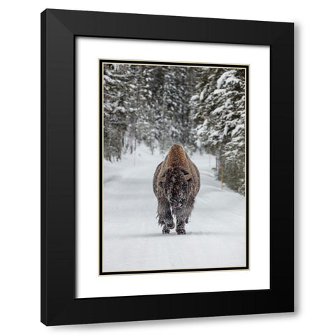 Frosty Bull Bison near Fishing Bridge, Yellowstone National Park Black Modern Wood Framed Art Print with Double Matting by The Yellowstone Collection