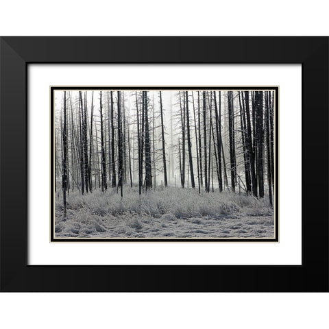 Frosty Morning in the Lower Geyser Basin, Yellowstone National Park Black Modern Wood Framed Art Print with Double Matting by The Yellowstone Collection
