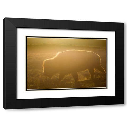Golden hour in Lamar Valley, Yellowstone National Park Black Modern Wood Framed Art Print with Double Matting by The Yellowstone Collection