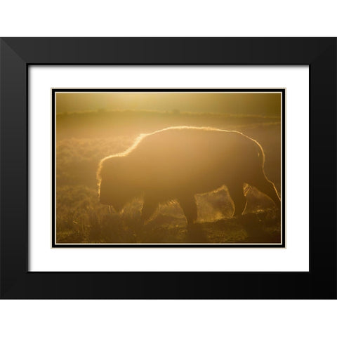 Golden hour in Lamar Valley, Yellowstone National Park Black Modern Wood Framed Art Print with Double Matting by The Yellowstone Collection